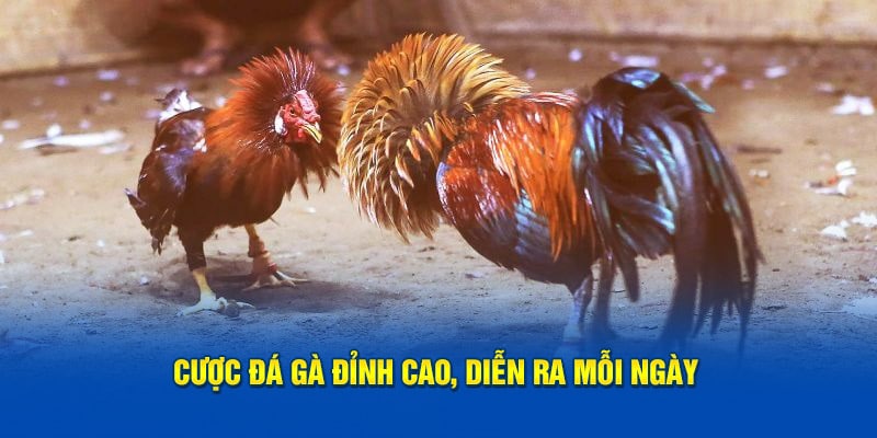 Cược đá gà đỉnh cao, diễn ra mỗi ngày