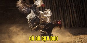 đá gà cựa dao