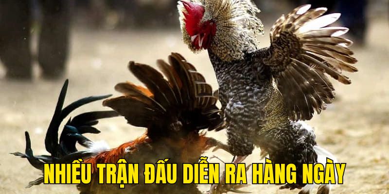 Nhà cái 88CLB tổ chức nhiều trận đá gà cựa dao