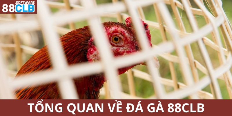 Đá gà 88CLB là sảnh chơi có cơ cấu hiện đại bậc nhất